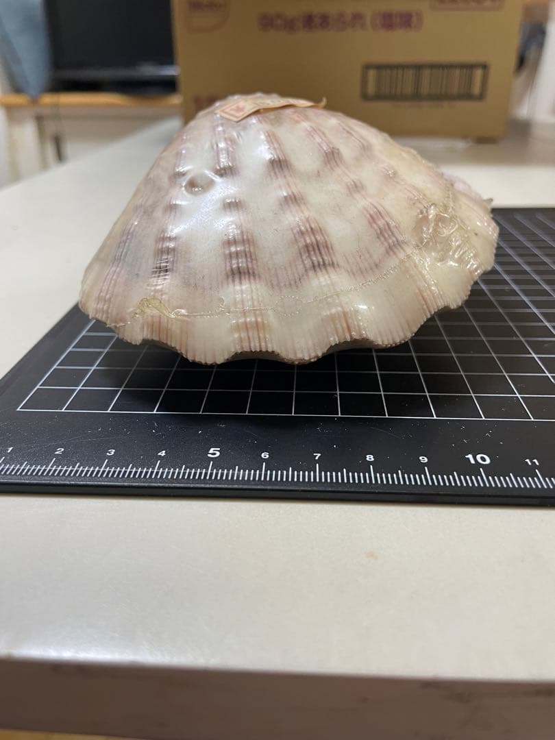 貝殻 標本 何貝かなm(._.)m