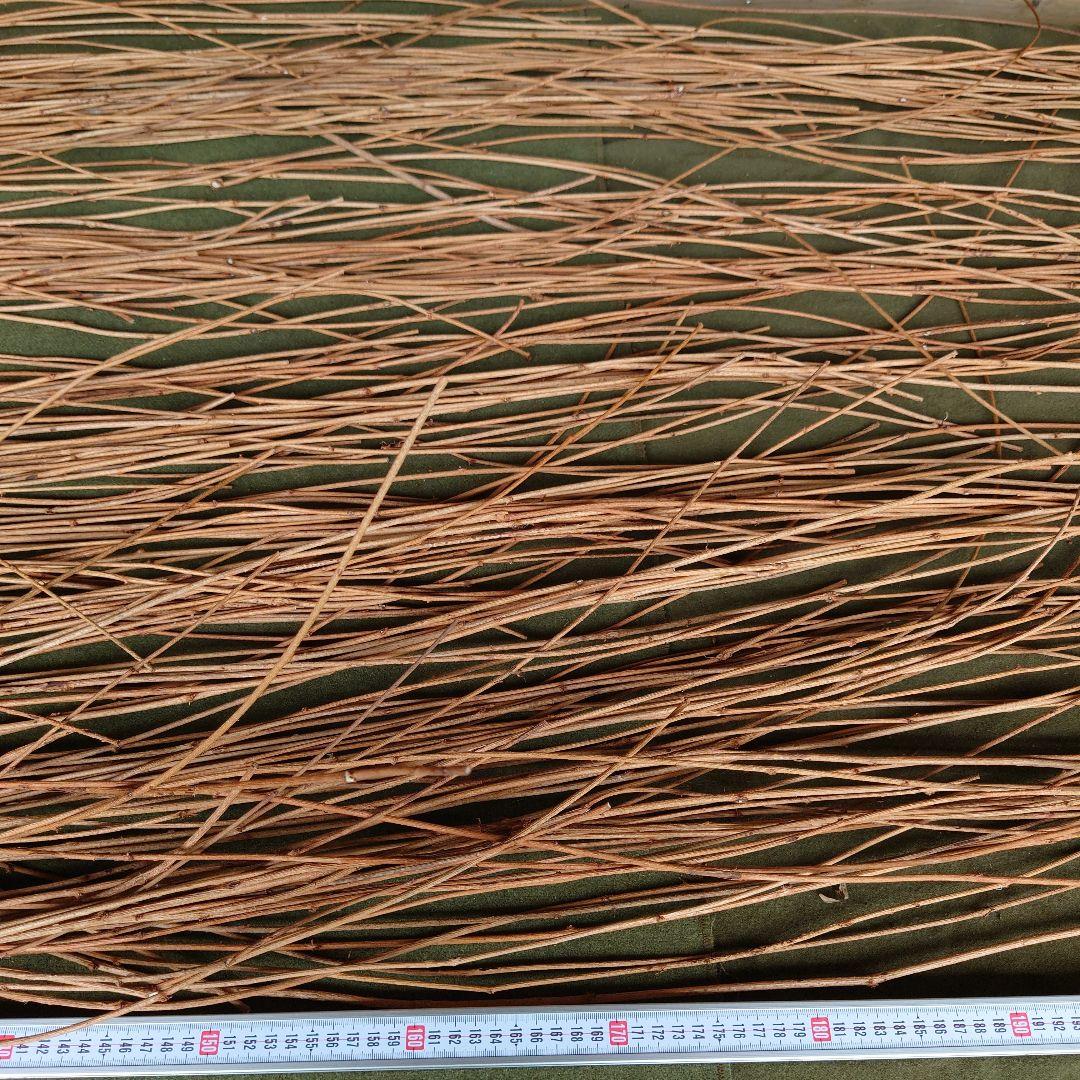 アケビの蔓(根蔓ランナー)