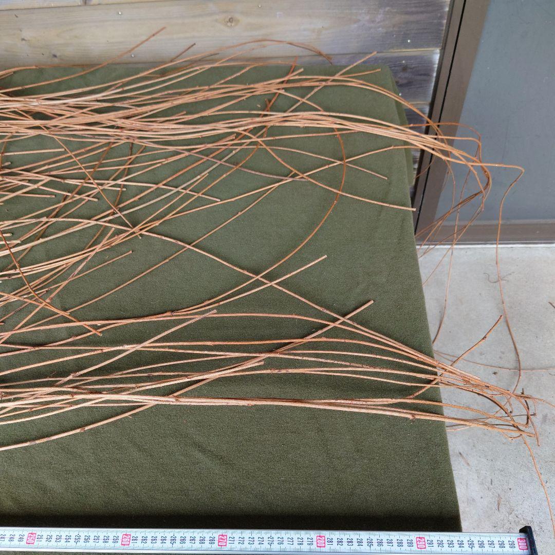 アケビの蔓(根蔓ランナー)