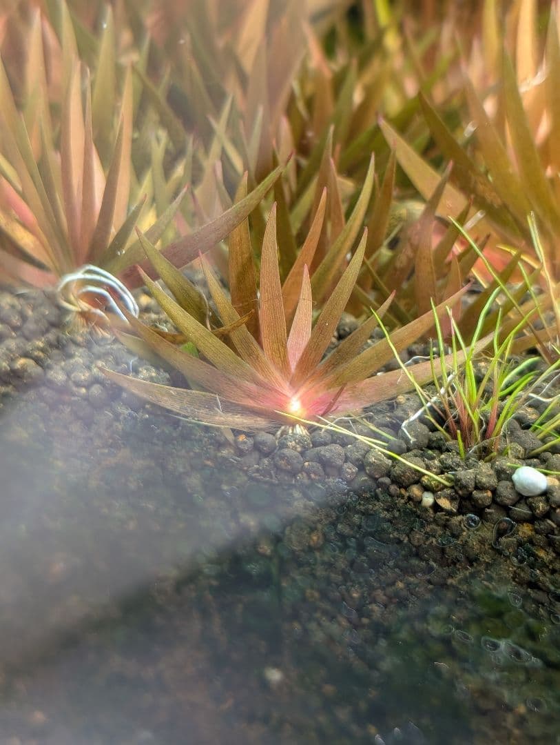 24時間限定半額 xyris sp red水中葉子株1株 水草 ADA 水槽 - メルカリ