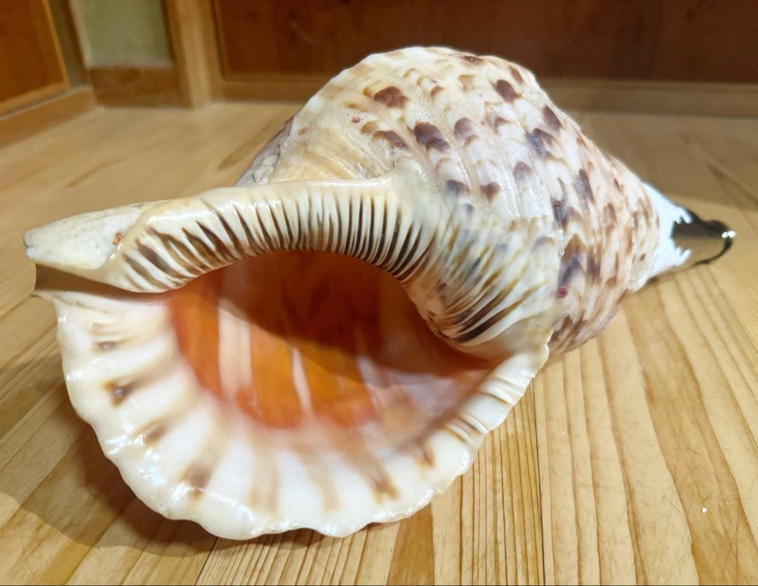 修験道法螺貝36.5㎝山伏 密教 魔除け 熊よけ❣️ほら貝 ホラガイ