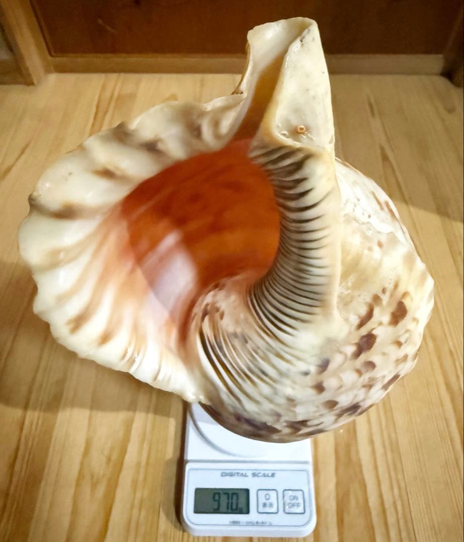 修験道法螺貝36.5㎝山伏 密教 魔除け 熊よけ❣️ほら貝 ホラガイ