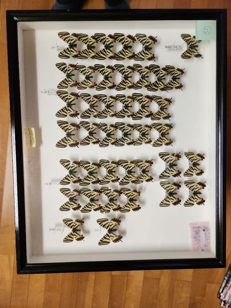 hiro☆ 標本箱+蝶標本 中型ドイツ箱2個セット Amazon | ドイツ