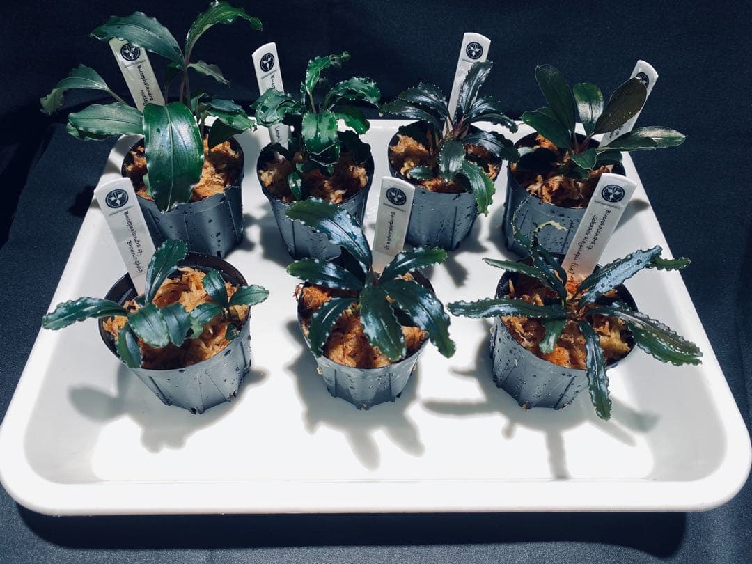 monamona様専用【ハイクラス②】ブセファランドラセット - メルカリ