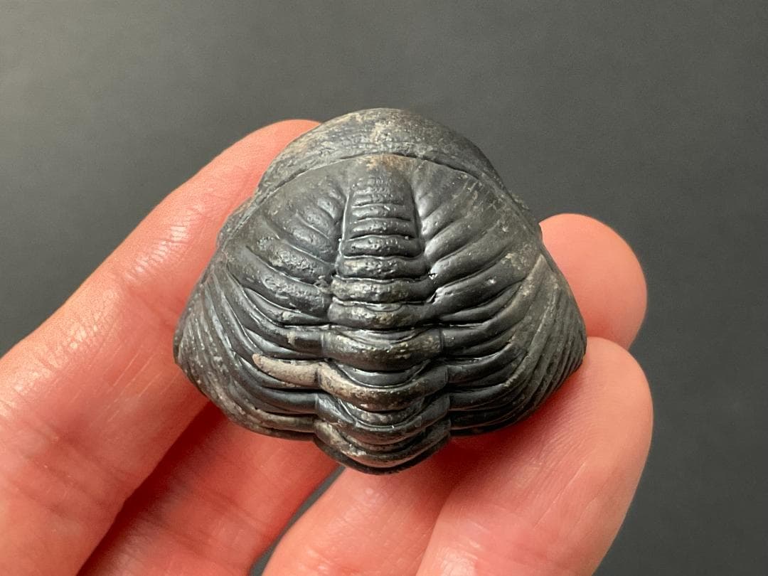 三葉虫 化石 [PH68] ペディノパリオプス