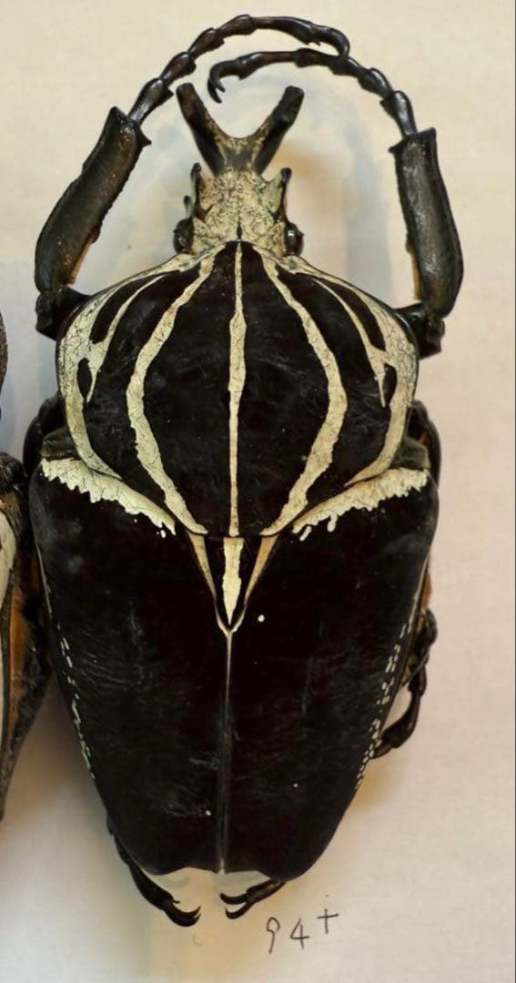 n*s様 カメルーン　ゴライアスオオツノハナムグリ　4頭　M2.3.4.5