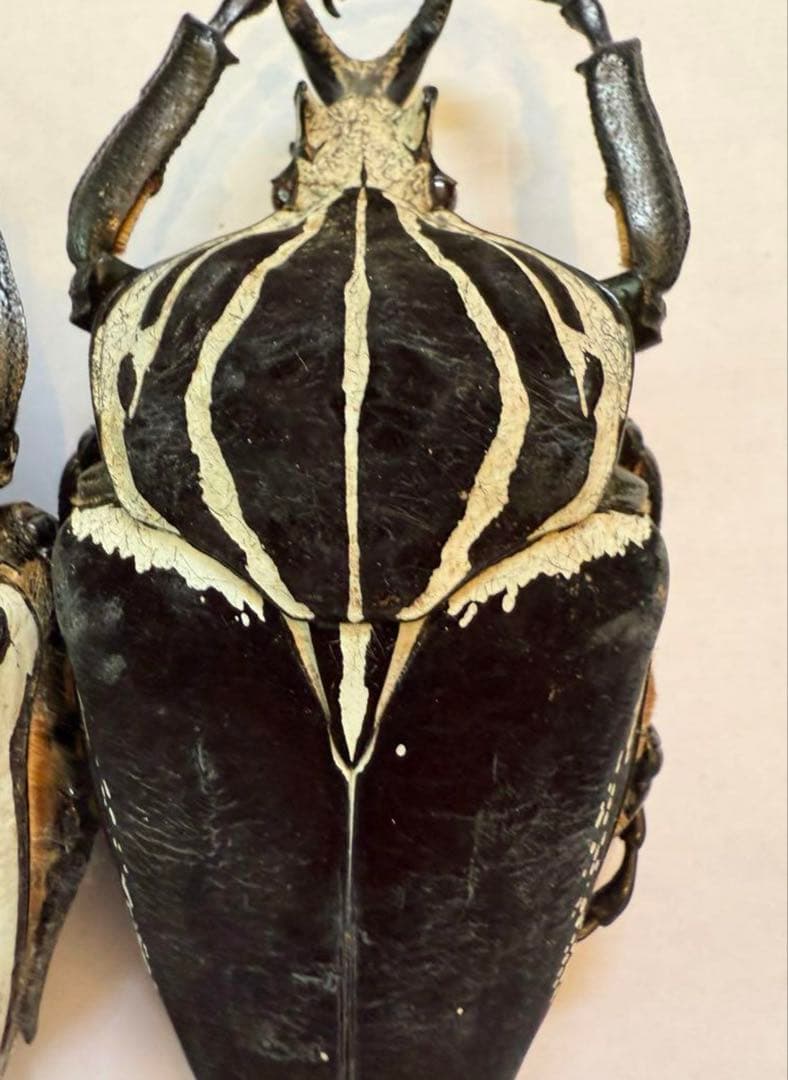 n*s様 カメルーン　ゴライアスオオツノハナムグリ　4頭　M2.3.4.5