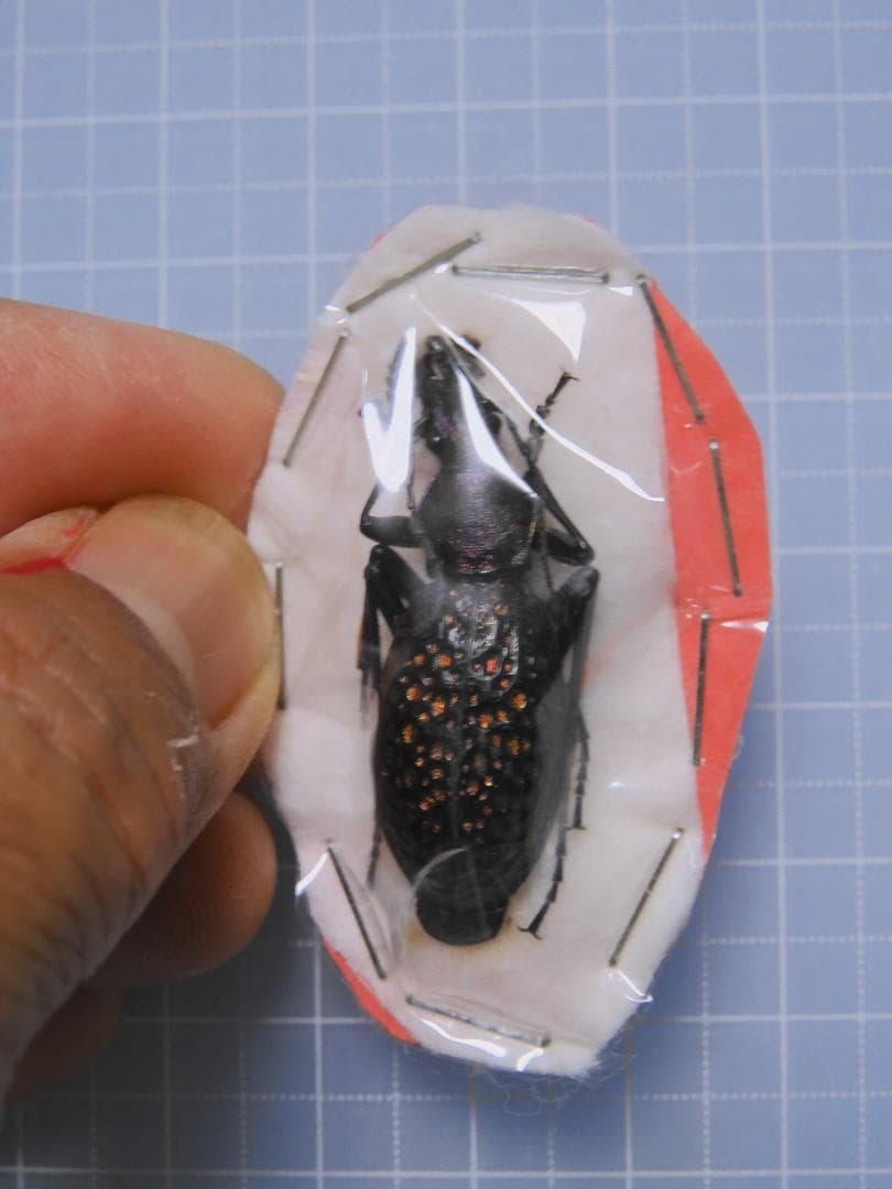 サハリンの美麗ゴミムシ　ペア　37mm 34mm