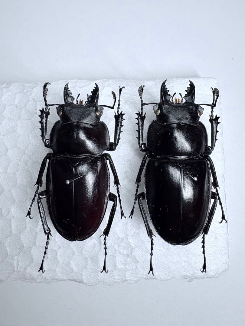 西表・石垣セット】ヤエヤママルバネクワガタ【標本】規制前採集品