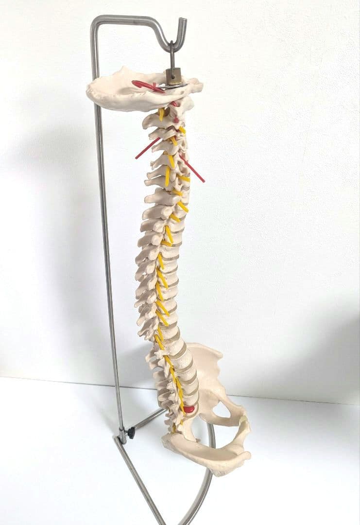 脊柱模型90cm 骨格標本 スタンド付き 人体模型 カイロ 整体 整骨院