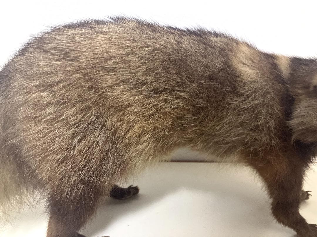 狸の剥製：種の保存法に該当しない動物