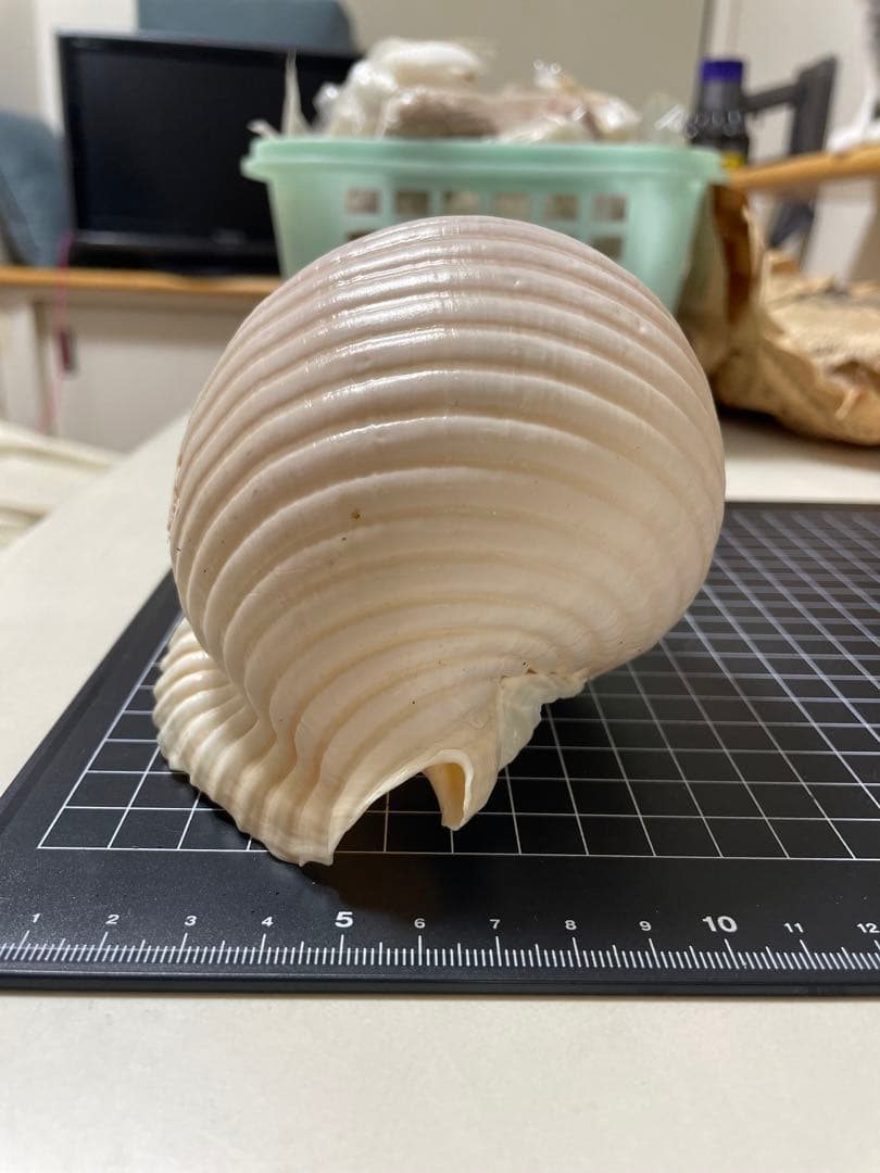 エマイトキワガイ 貝殻 標本 - メルカリ