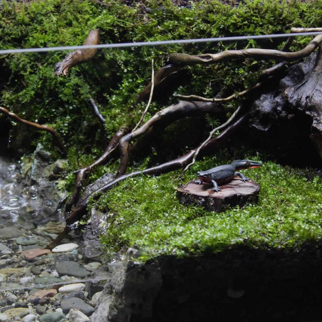 凛1.11様専用 アクアテラリウム