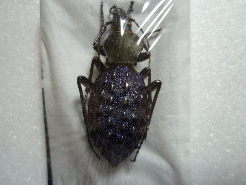 【外国産オサムシ標本】緑と紫のイボカブリモドキ/湖北省.恩施産/41mm 外国産オサムシ標本】全身緑のイボカブリモドキ/湖北省.恩施産/43mm 外