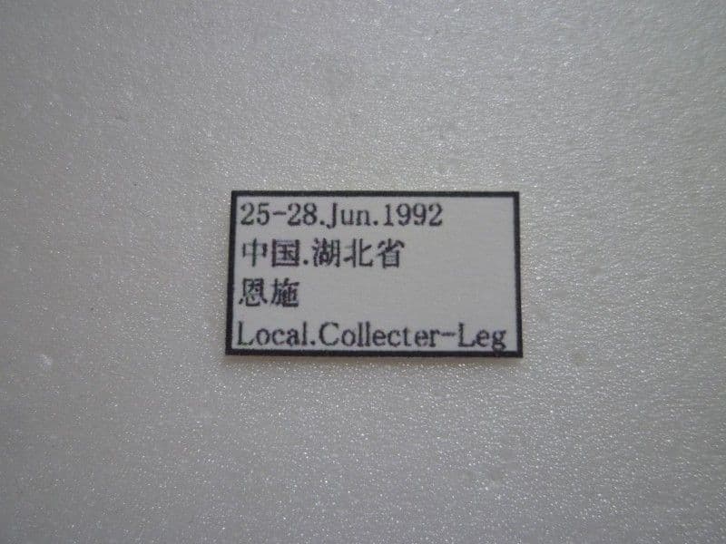 外国産オサムシ標本】緑と紫のイボカブリモドキ/湖北省.恩施産/41mm