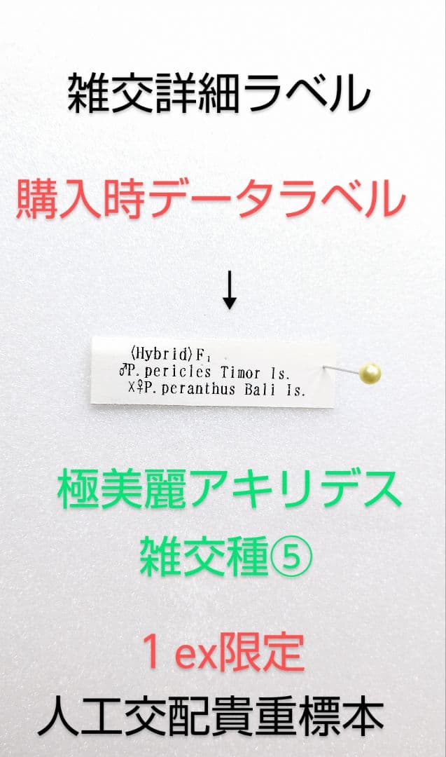 スーパー美麗アキリデス雑交種標本⑤1ex77mm 人工交配貴重標本