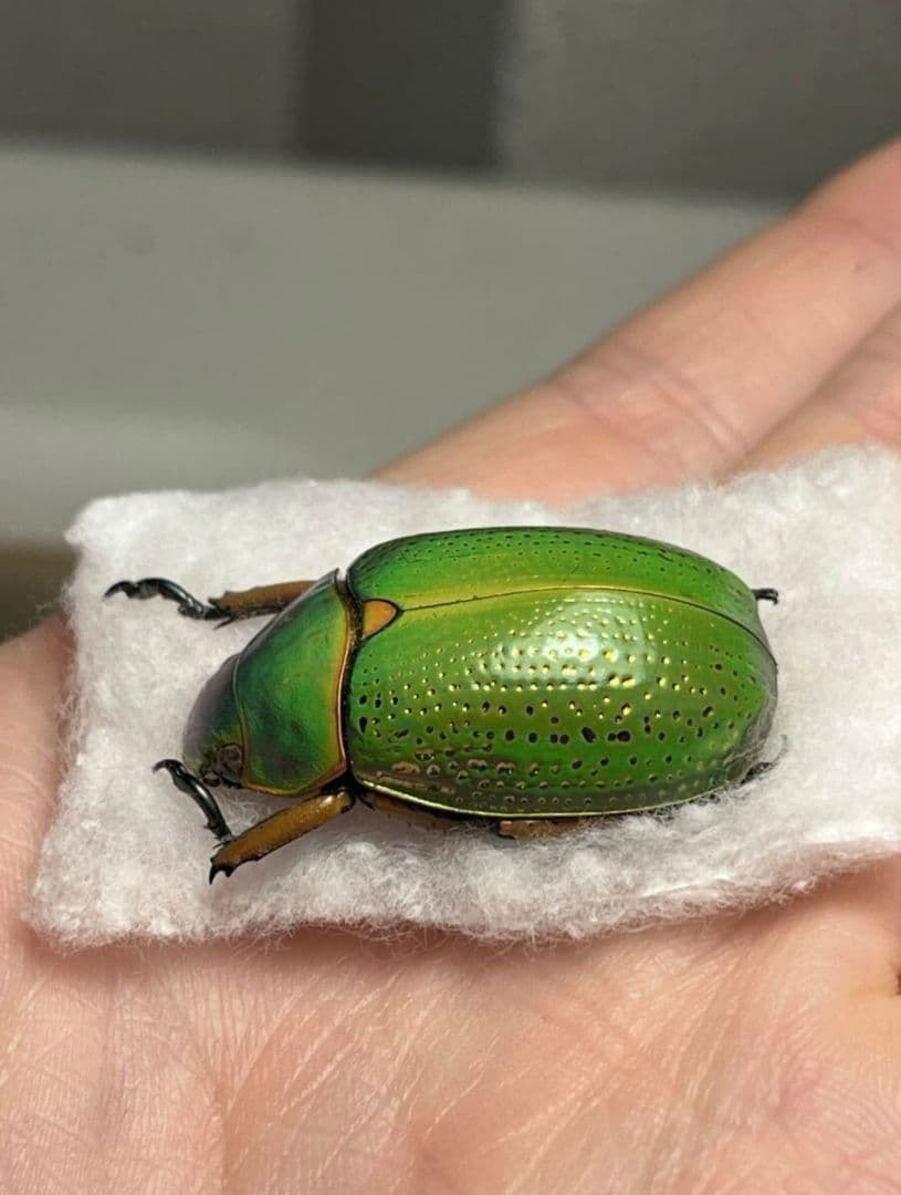 30mm】カブトハナムグリ コガネムシ プラチナコガネ カナブン