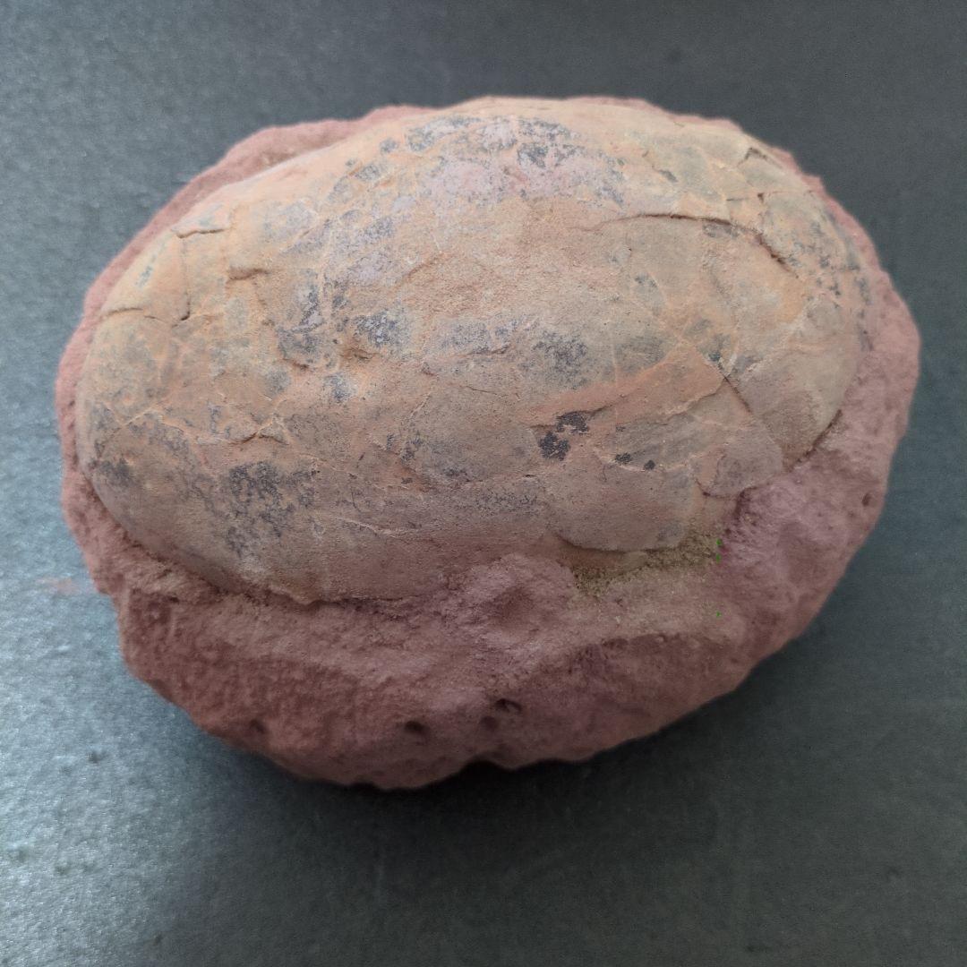 (貴重)　恐竜ハドロサウルスの卵化石　中国　補修あり 貴重) 恐竜ハドロサウルスの卵化石 中国 補修あり 恐竜 ハドロサウルス