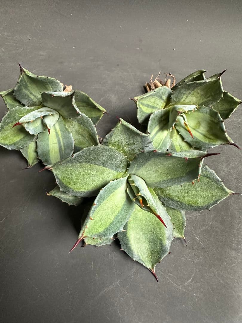 zozozo様 リクエスト 2点 まとめ商品