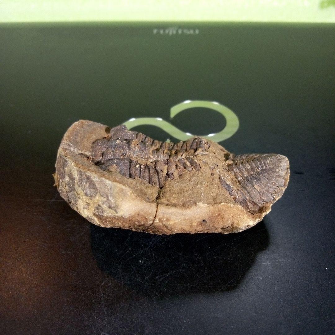 三葉虫化石fossilボリビア産trilobiteノジュール判別⑨