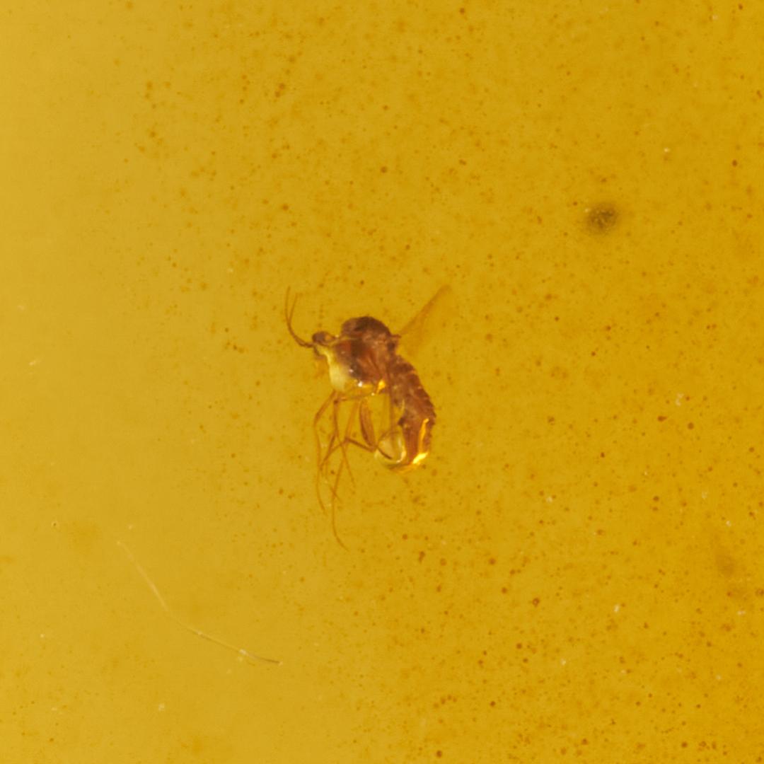 レア極上品 PA0095虫入り琥珀化石 ミャンマーカムティかタナイ9900万年