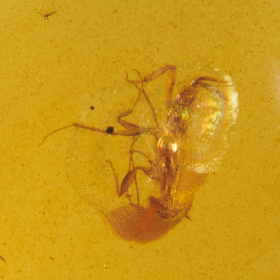 レア極上品 PA0095虫入り琥珀化石 ミャンマーカムティかタナイ9900万年