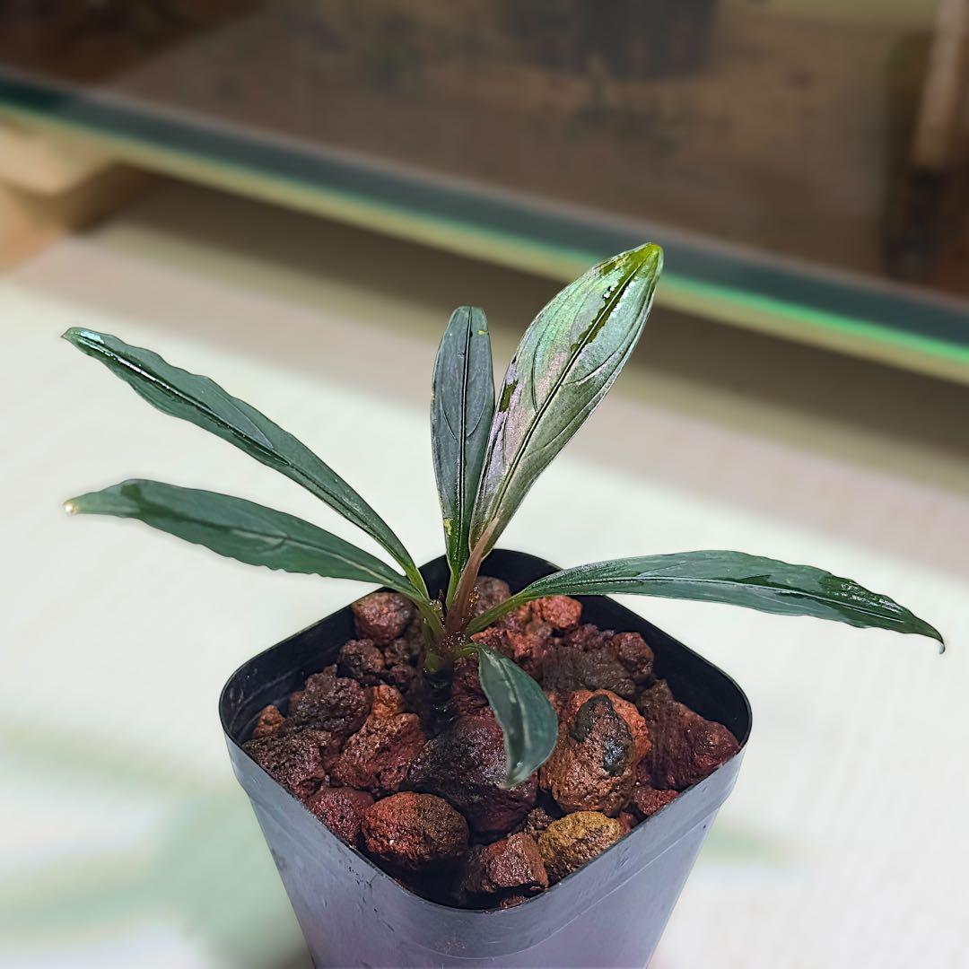 ひ*ろ様 ブセファランドラ Bucephalandra keris レアブセ 如*月様