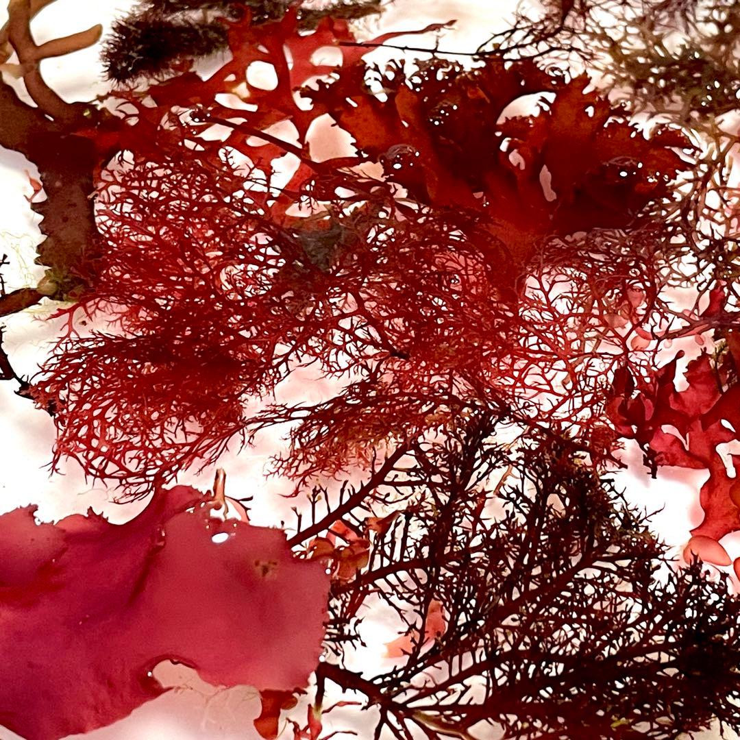 匿名・宅急便】 12/14まで 赤色海藻 セット 紅藻 +褐藻+緑藻 海藻