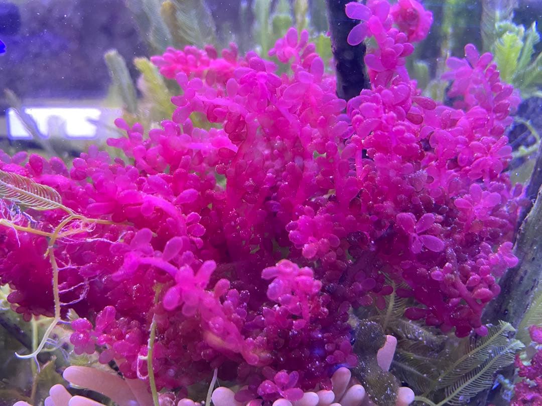 匿名・宅急便】 12/14まで 赤色海藻 セット 紅藻 +褐藻+緑藻 海藻