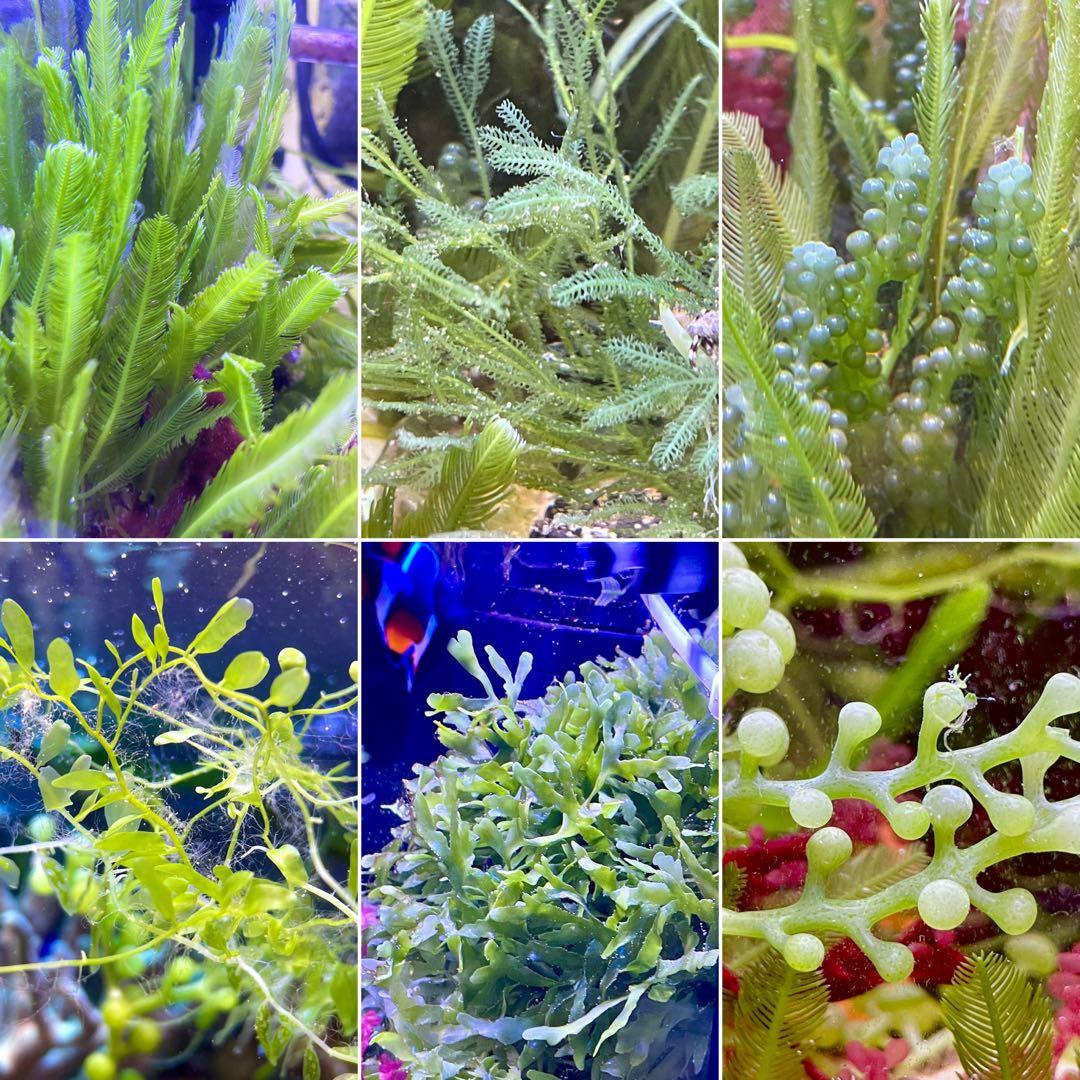 匿名・宅急便】 12/14まで 赤色海藻 セット 紅藻 +褐藻+緑藻 海藻