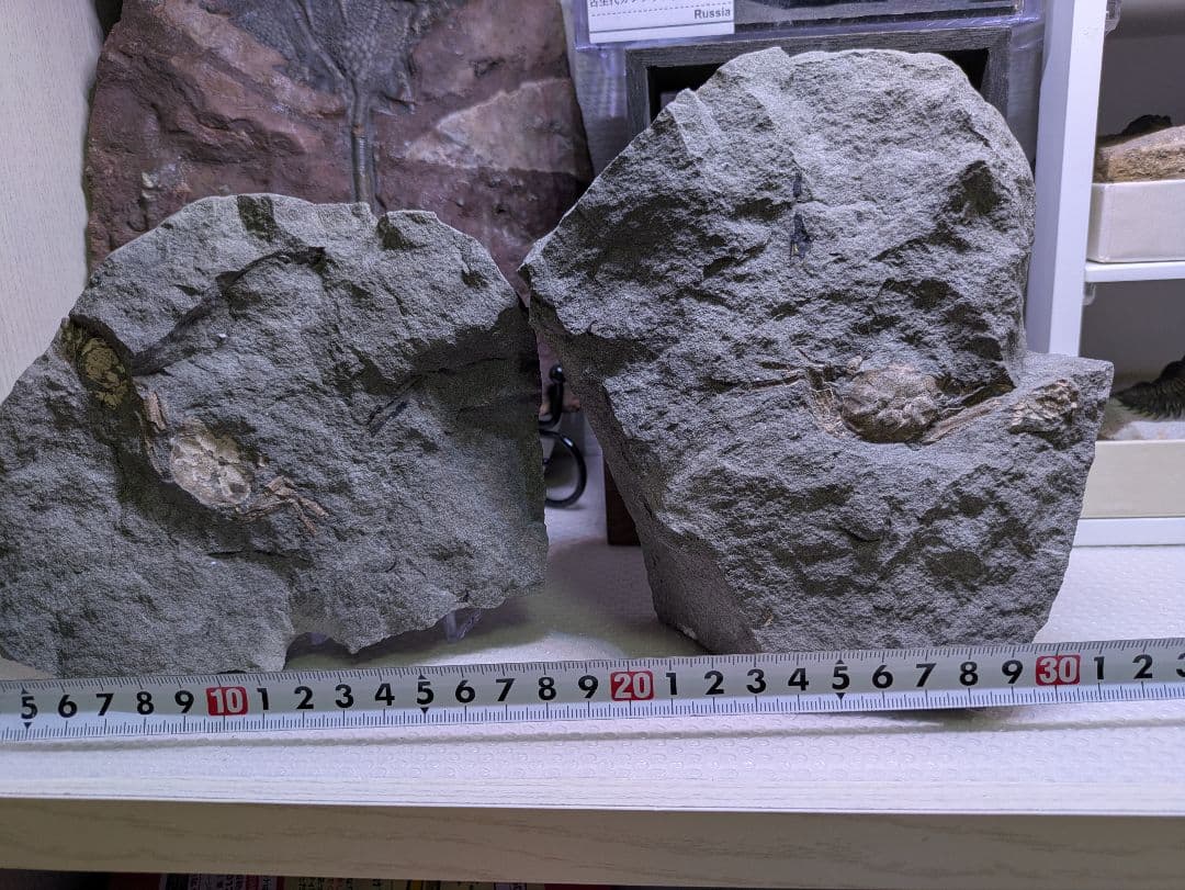 カニ　化石　博物館　地学　標本　甲殻類　勉強資料 カニ 化石 博物館 地学 標本 甲殻類 勉強資料