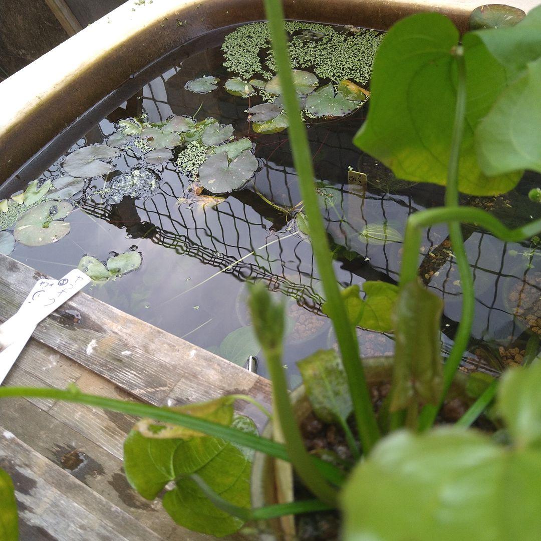 エキノドルスspリオ イプサバ 水上葉 大株 シュートあり