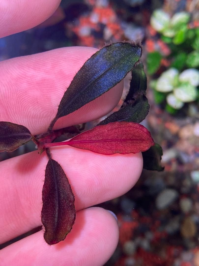 水中葉☆ブセファランドラ☆ Blue Oval、Mini Jade☆2株セット☆