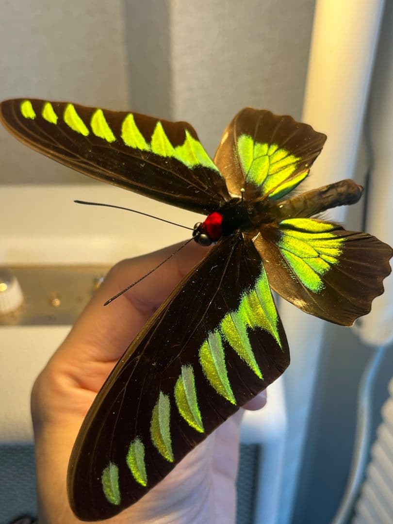 【極美個体】 アカエリトリバネアゲハ 外国産蝶標本 標本 蝶 メガネトリバネ Amazon | 美しい蝶の標本 名和昆虫博物館企画・製作 アカメガネ