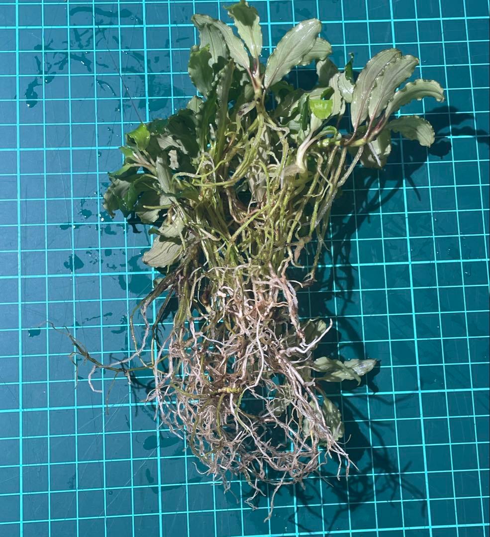 Bucephalandra ブセファランドラ 群生株 大株 水上株 大量 特大株