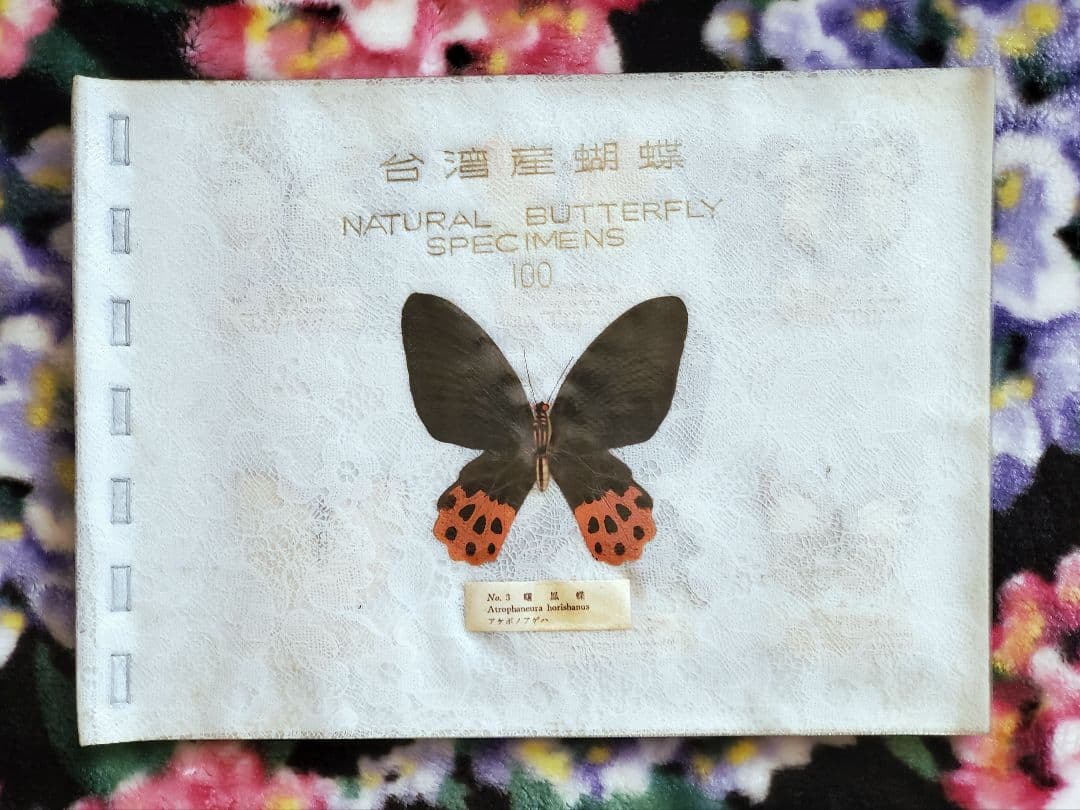1960年代当時物】☆蝶類標本☆『台湾産蝴蝶1/2』☆本物