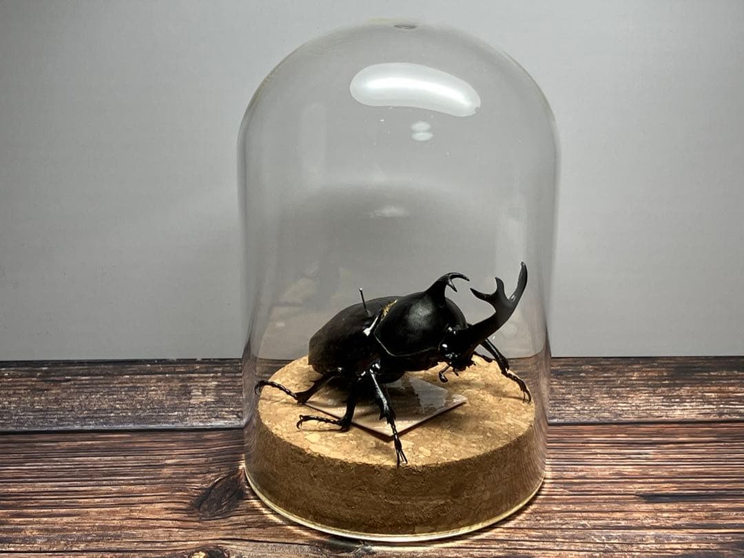 Glass Beetleヤマトカブトムシ標本 GB-007】