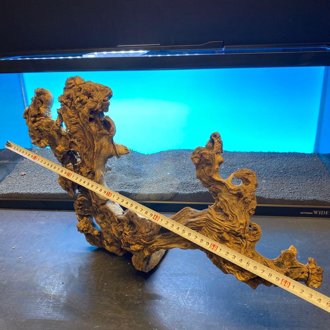 MJW-6619 「特大」ジンジャーウッド 90cm水槽用 天然流木一点物