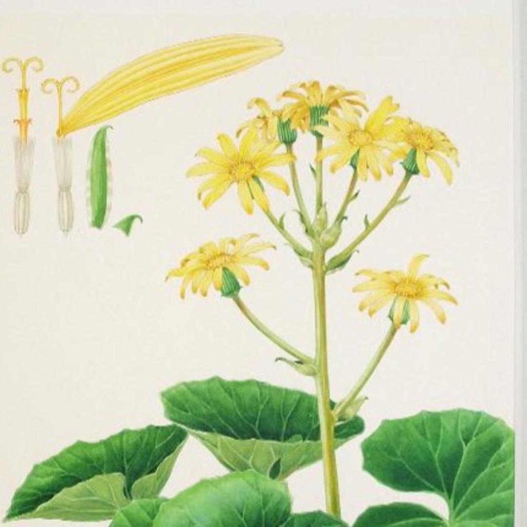 【絵画】ボタニカルアート　「つわぶき」原画