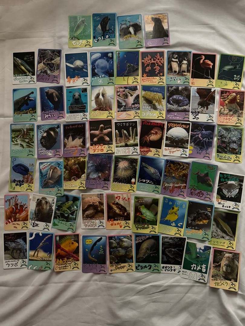 バラ売り可能です 鳥羽水族館コレクションカードノーマルコレカ69種