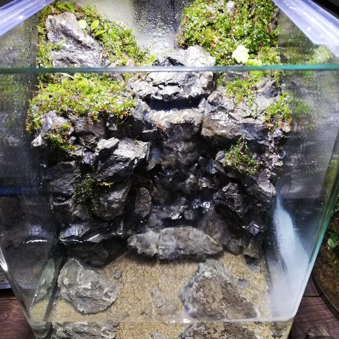 滝の流れるアクアテラリウム 20cm×20cm×25cm オンライン 滝の流れる