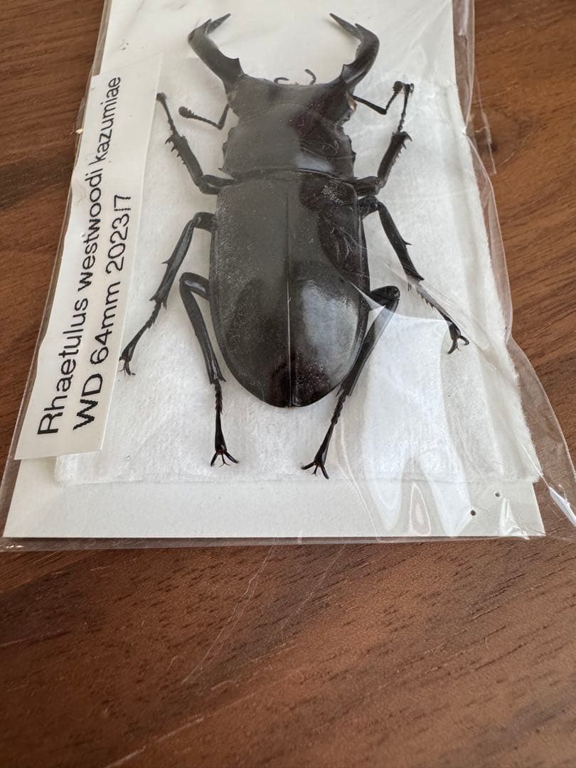 カブトムシ クワガタ 飛翔標本 タイで購入 カブトムシ クワガタ 飛翔