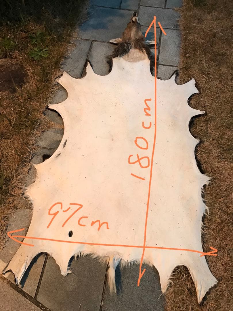 ニホンジカ♂毛皮　23-1