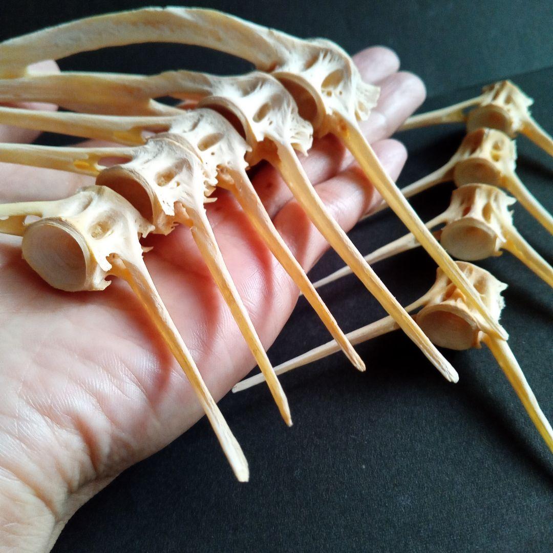 骨格 標本 魚類 ナポレオンフィッシュ 脊椎骨 - メルカリ
