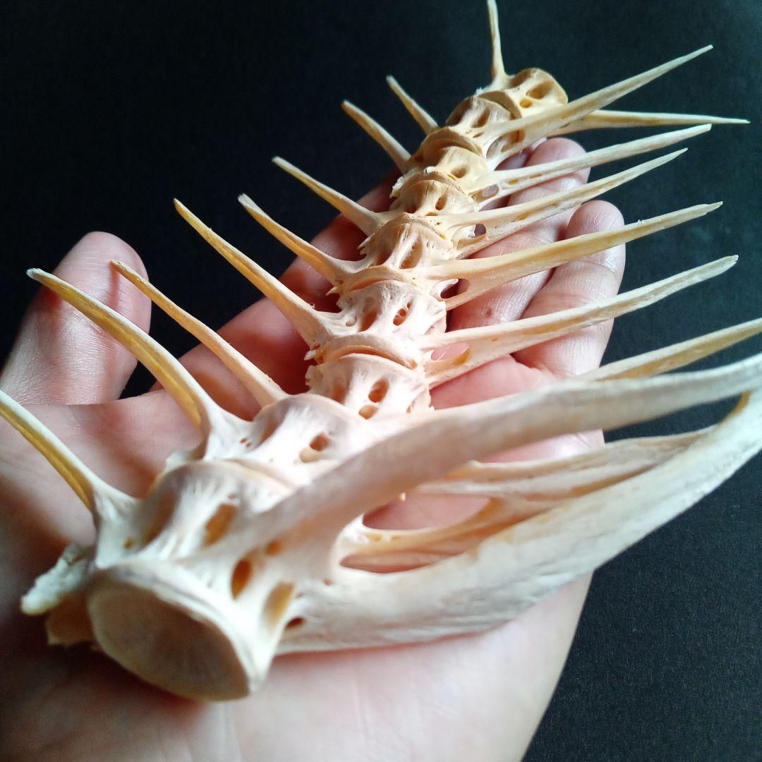 骨格 標本 魚類 ナポレオンフィッシュ 脊椎骨