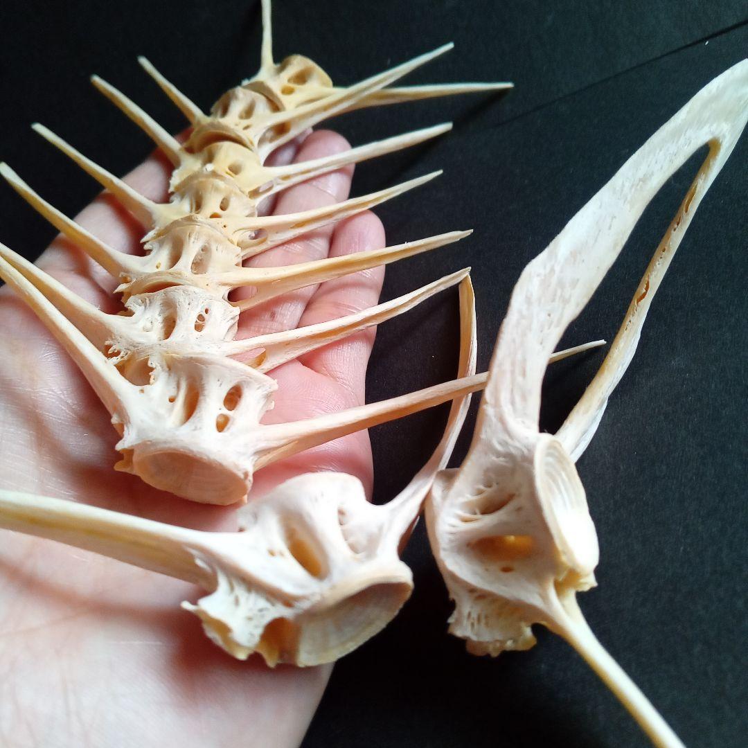 骨格 標本 魚類 ナポレオンフィッシュ 脊椎骨