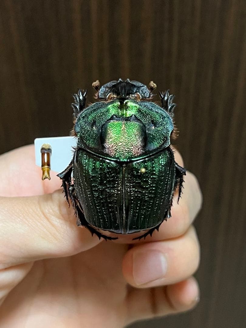 エンシフェルオオニジダイコク昆虫標本