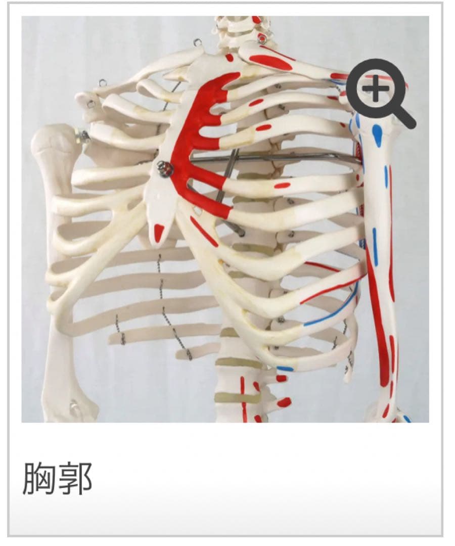 小型全身骨格模型 ショーティー・1/2縮尺型全身骨格モデル　筋・起始停止色表示