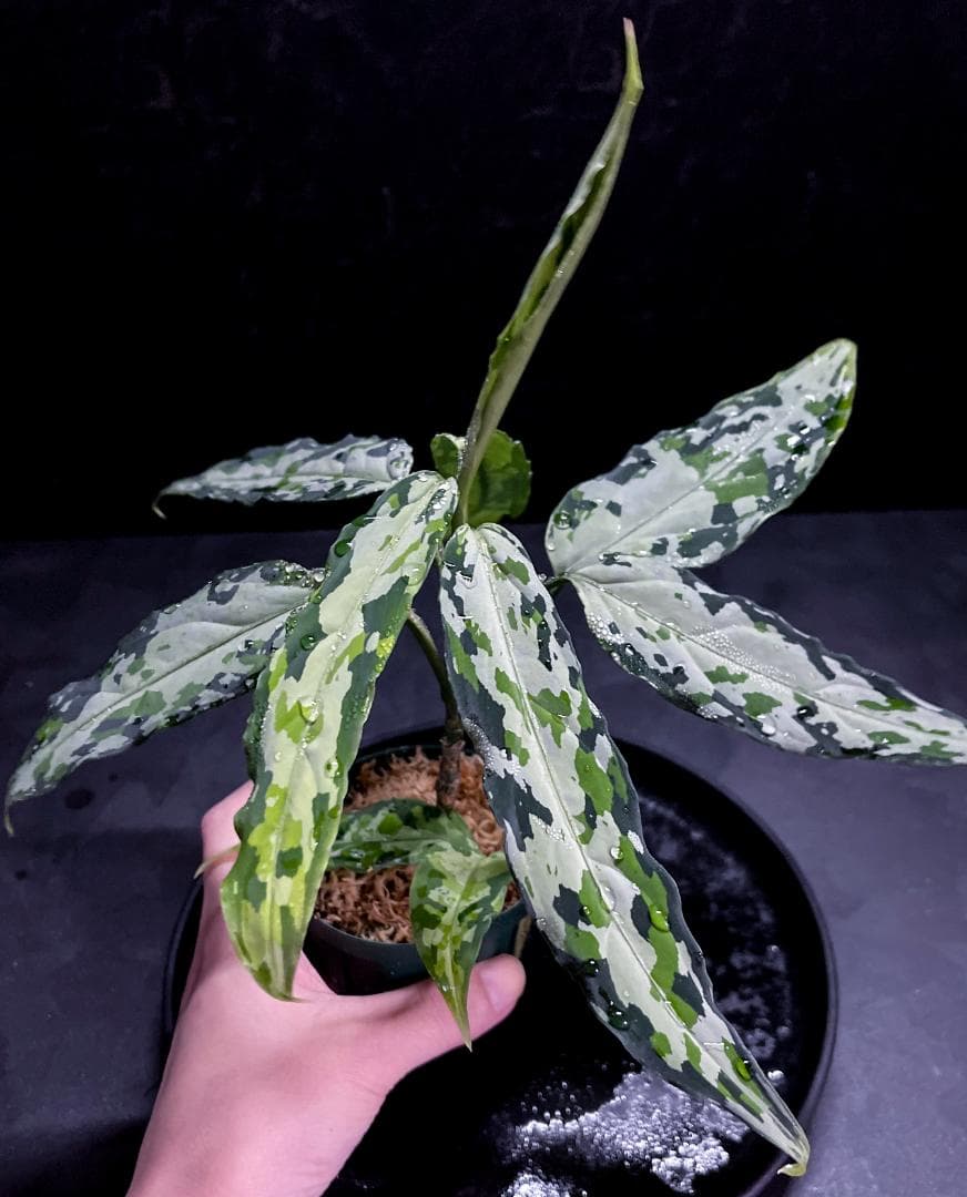 アグラオネマアチェ産バリエガータ斑入り