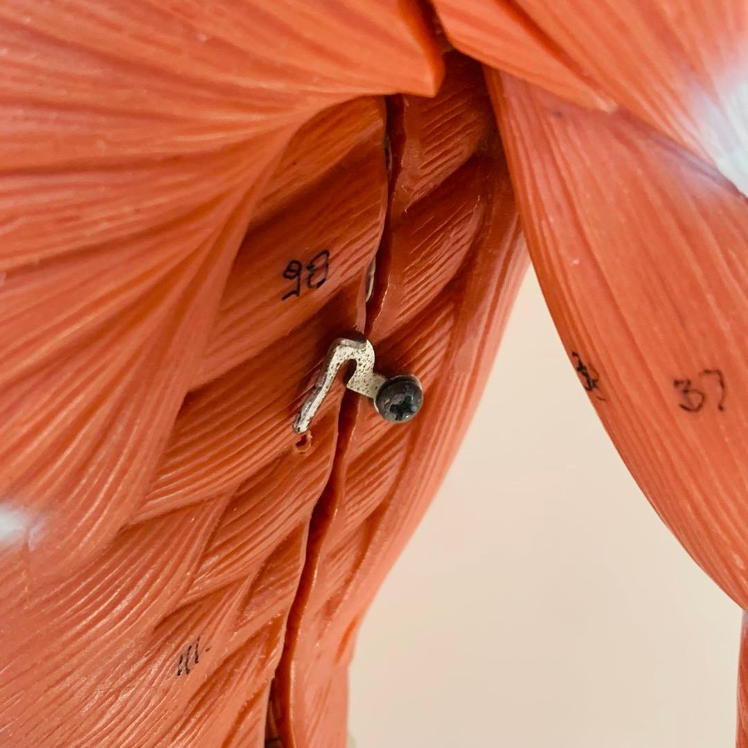 3B scientific 筋肉解剖 模型 1/4倍大・2分解モデル 人体模型